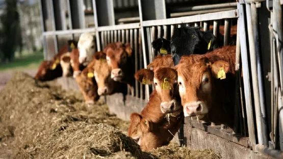 奥密克戎席卷澳大利亚牛肉加工厂，活牛屠宰量大幅下降，供应链危机加深
