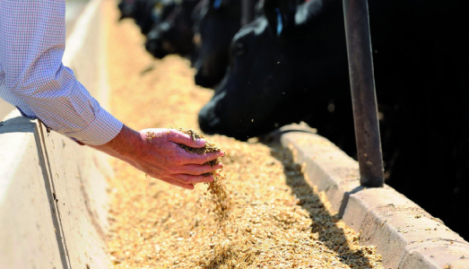澳大利亚谷饲牛肉出口大幅增长，肉牛饲养数量又创新高！