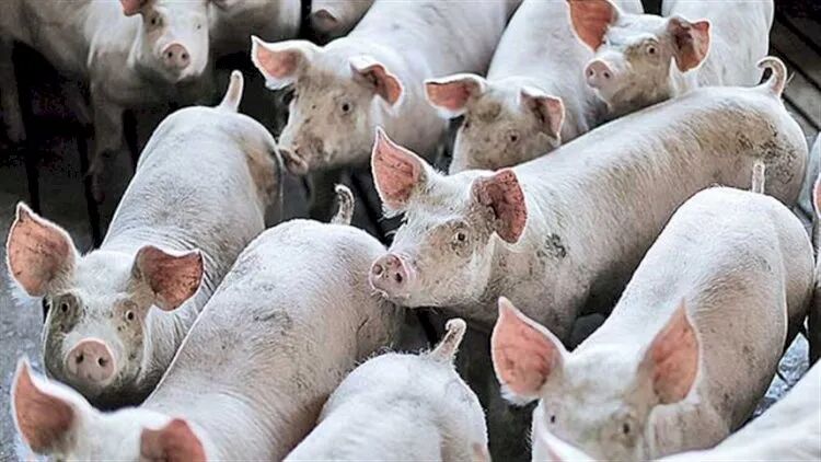 Brazil, China ink pork offal export protocol, 16 firms approved